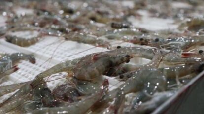 Insopesca activa reordenamiento de zafra de camarón