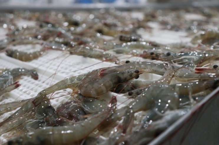 Insopesca activa reordenamiento de zafra de camarón
