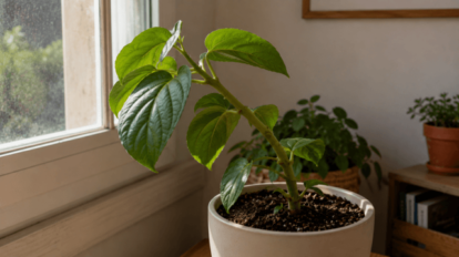 Cómo evitar que las plantas se inclinen hacia las ventanas