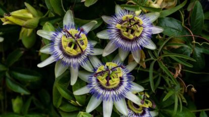 Pasiflora: beneficios para la salud y bienestar