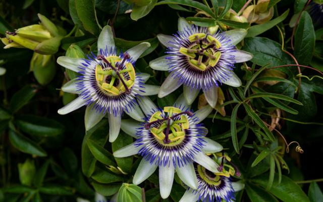 Pasiflora: beneficios para la salud y bienestar