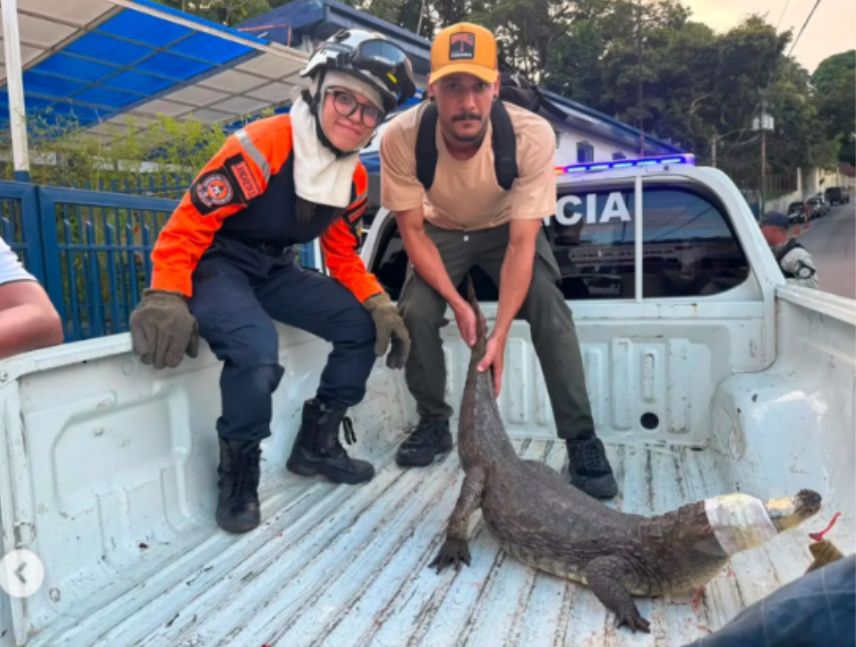 Rescatan caimán en calles de El Hatillo