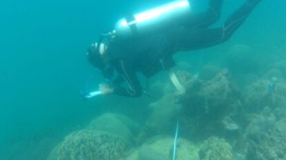 lucha contra el coral invasor en las costas venezolanas