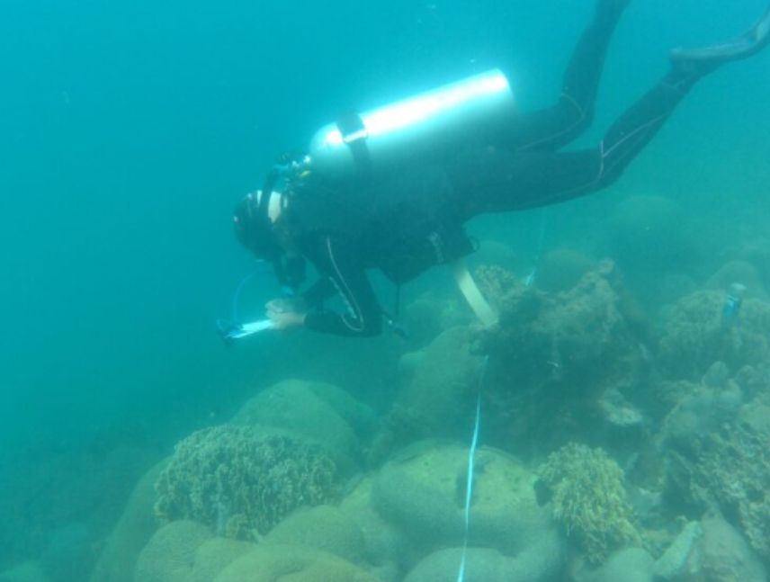 lucha contra el coral invasor en las costas venezolanas