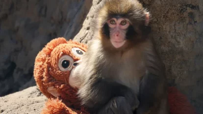 ¿Qué ha sido del monito Punch que enamoró al mundo?