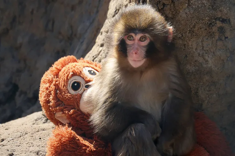 ¿Qué ha sido del monito Punch que enamoró al mundo?