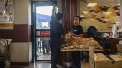 Refugios de animales están repletos en La Guaira