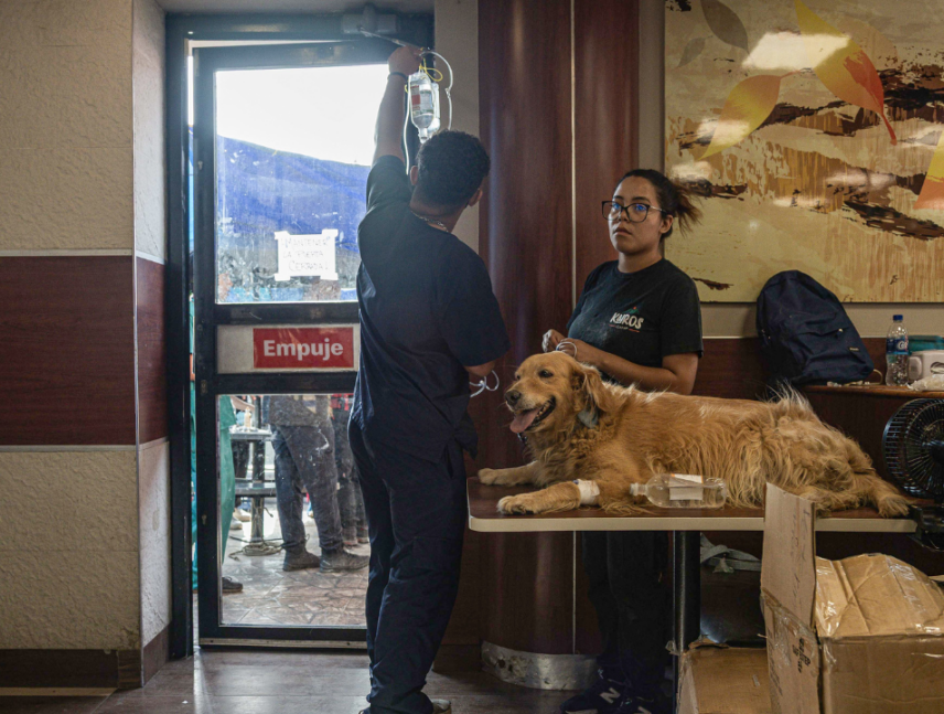 Refugios de animales están repletos en La Guaira