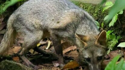 Liberan fauna silvestre en el Parque Nacional Henri Pittier