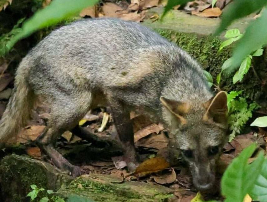Liberan fauna silvestre en el Parque Nacional Henri Pittier
