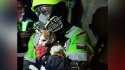 Rescatan en La Guaira a gata que pasó 23 días bajo los escombros