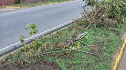 Denuncian tala de árboles en Unare