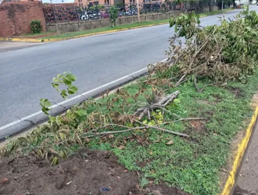 Denuncian tala de árboles en Unare