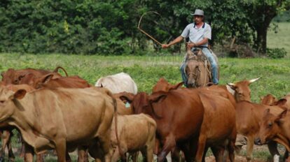Fedenaga plantea plan de desarrollo agropecuario