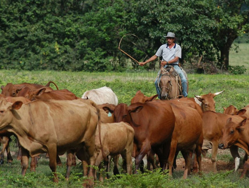 Fedenaga plantea plan de desarrollo agropecuario