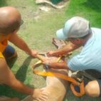 Vecinos salvan venado de cazadores furtivos en Puerto La Cruz