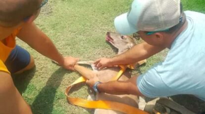 Vecinos salvan venado de cazadores furtivos en Puerto La Cruz