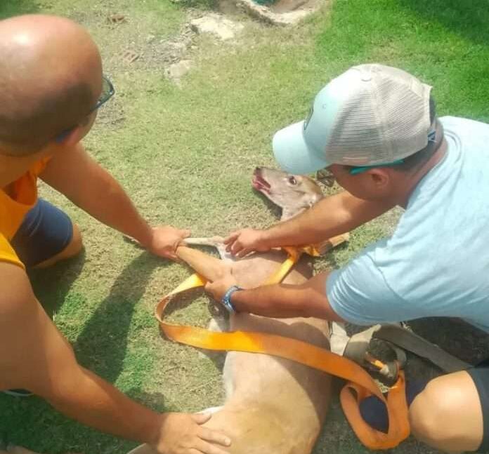 Vecinos salvan venado de cazadores furtivos en Puerto La Cruz