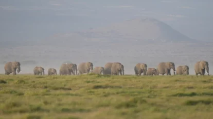 Investigan la muerte de 15 elefantes en un parque de Kenia