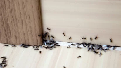 Cómo prevenir la aparición de plagas en casa