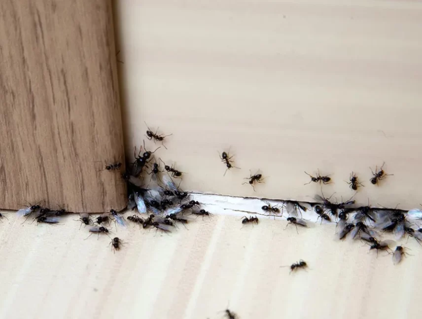 Cómo prevenir la aparición de plagas en casa