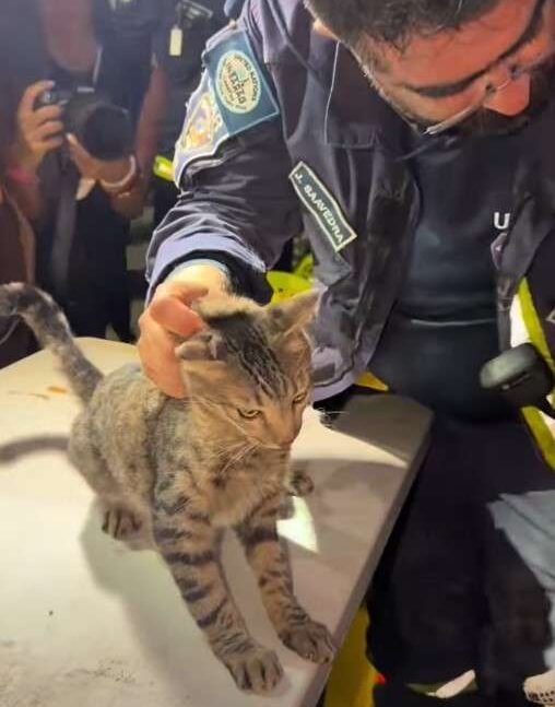 Continúan los rescates de mascotas y animales de fauna
