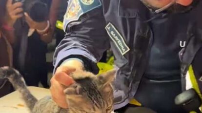 Continúan los rescates de mascotas y animales de fauna