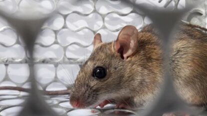 hantavirus