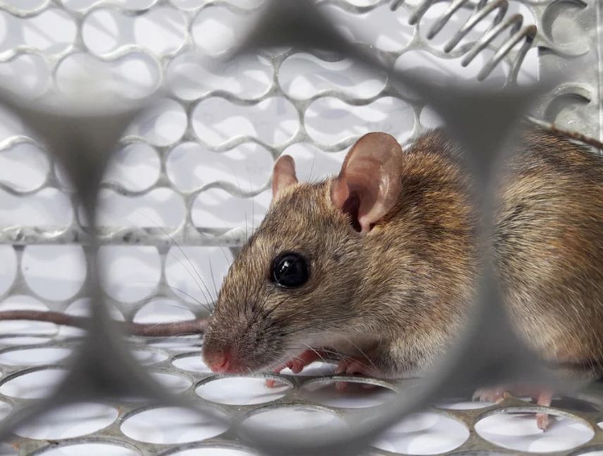 hantavirus