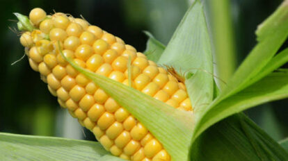 Entregan semillas de maíz a productores de Bolívar