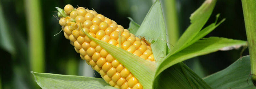 Entregan semillas de maíz a productores de Bolívar