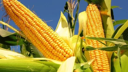 FAO: Precios mundiales de alimentos descendieron durante junio