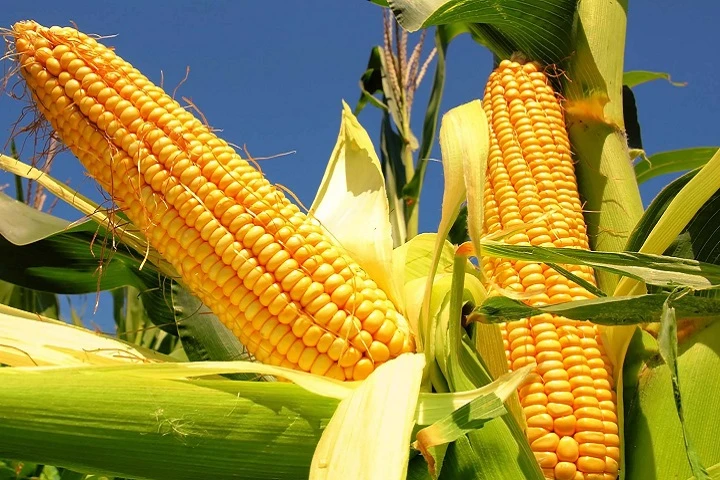 FAO: Precios mundiales de alimentos descendieron durante junio
