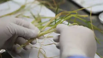China logra primera cosecha de arroz de “semilla espacial”