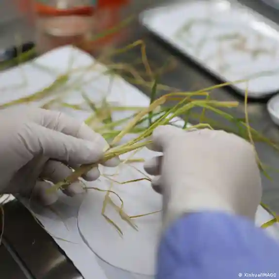 China logra primera cosecha de arroz de “semilla espacial”