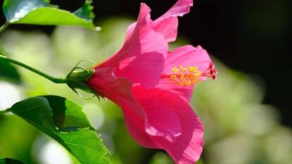 Flor de cayena para el cabello