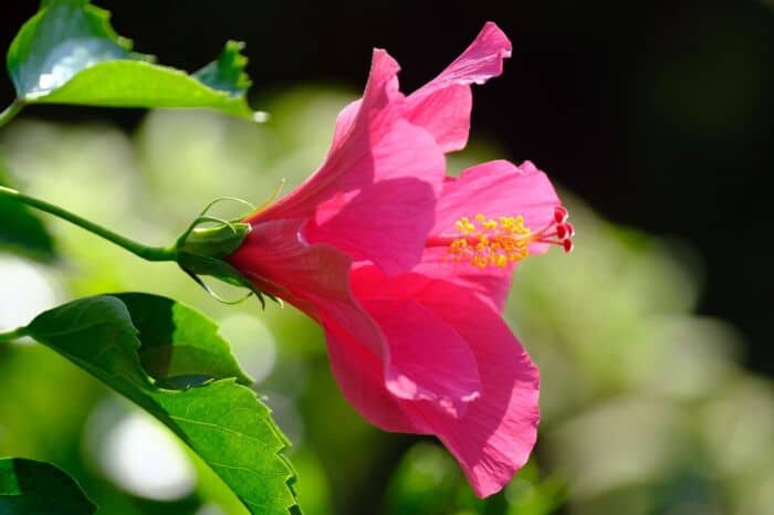 Flor de cayena para el cabello
