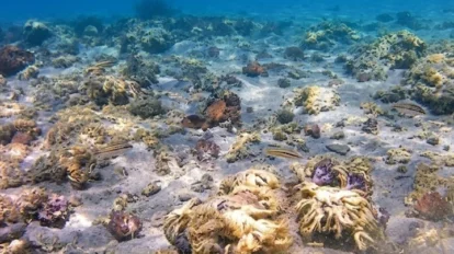 Científicas venezolanas evalúan impacto de coral invasor en Mochima