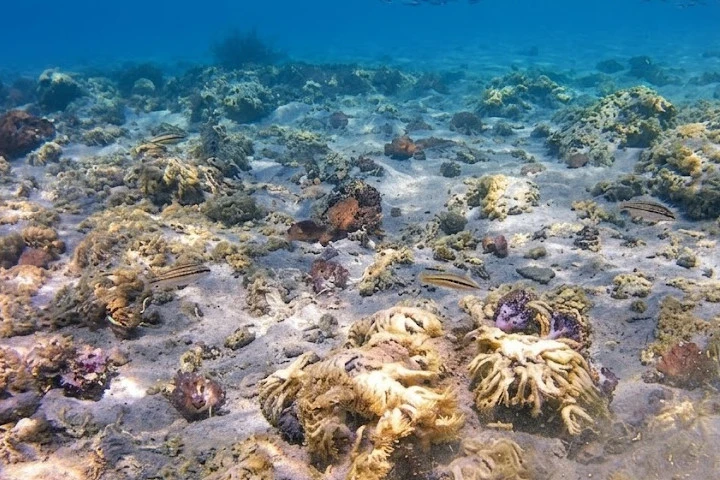 Científicas venezolanas evalúan impacto de coral invasor en Mochima