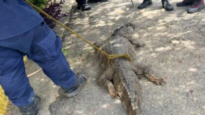 capturan caimán en Guárico