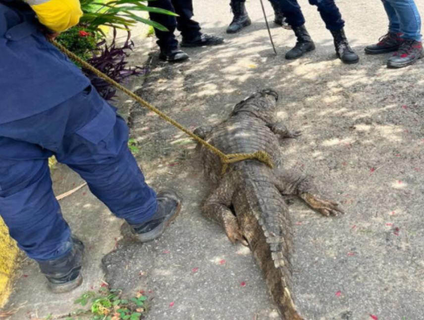 capturan caimán en Guárico
