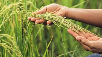 productores de Guárico y Portuguesa arroz
