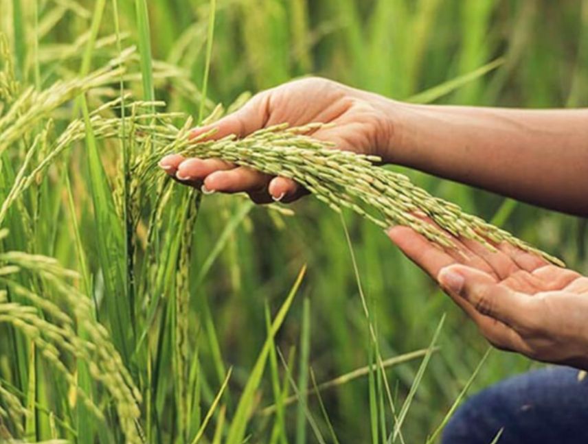 productores de Guárico y Portuguesa arroz