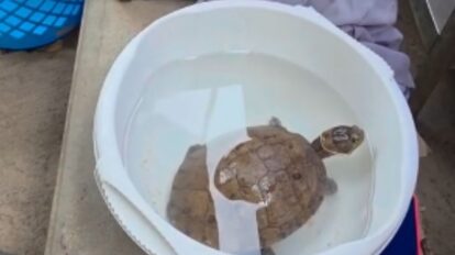 Rescatan tortuga escombros terremoto Venezuela