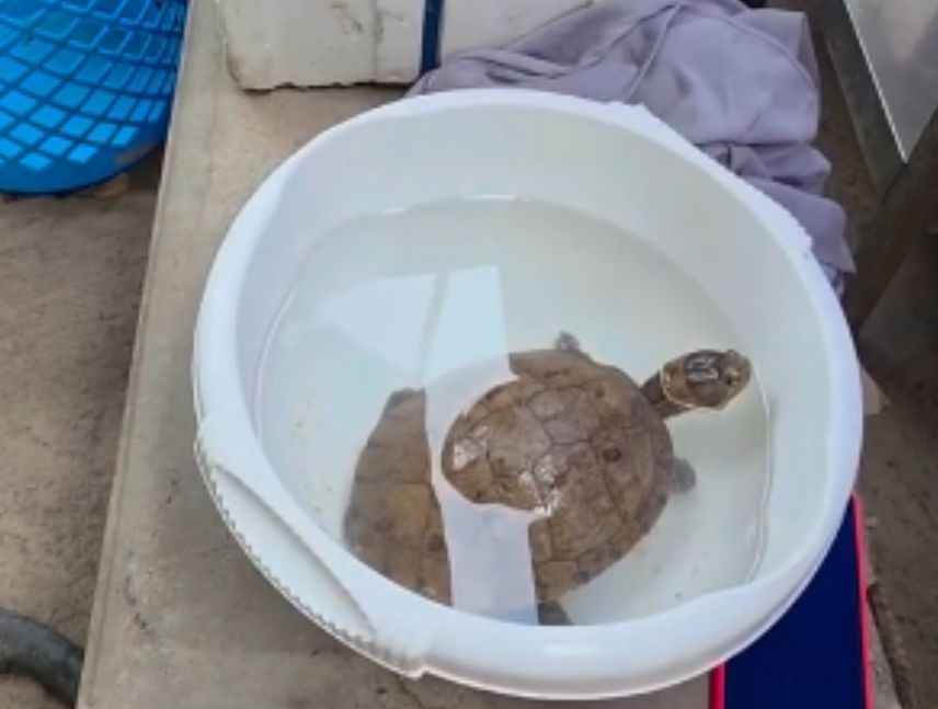 Rescatan tortuga escombros terremoto Venezuela