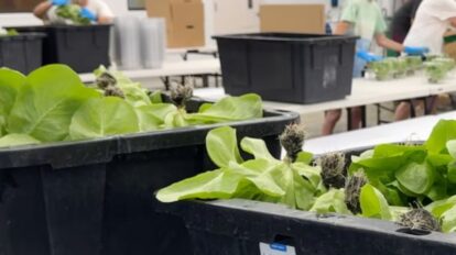 brote de ciclosporiasis en Estados Unidos
