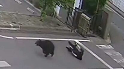 Oso ataca extranjero en Japón