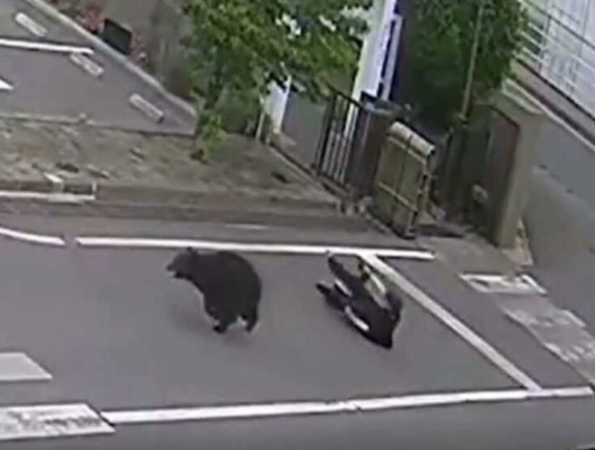 Oso ataca extranjero en Japón