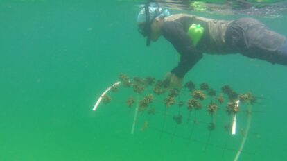 Promueven proyecto para conservar ecosistemas coralinos en Venezuela