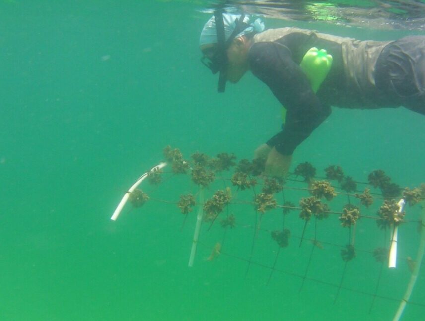 Promueven proyecto para conservar ecosistemas coralinos en Venezuela